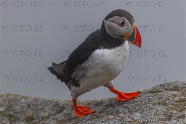 Puffin