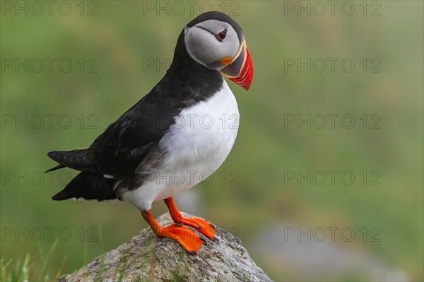 Puffin