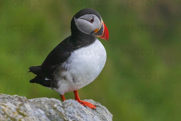 Puffin