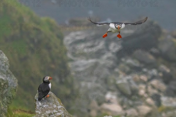 Puffin