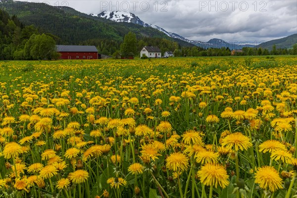 Meadow with dandelion flowers