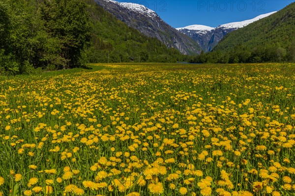 Meadow with dandelion flowers and mountain panorama in Gudbrandsdalen