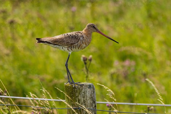 Black-tailed Godwit