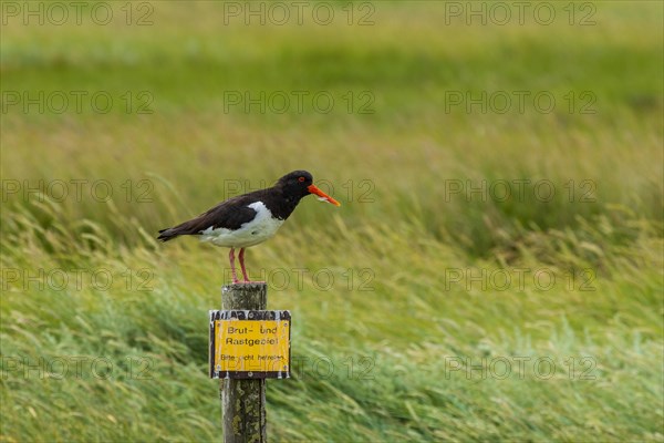 Eurasian oystercatcher