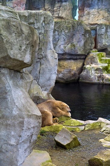 Resting polar bear