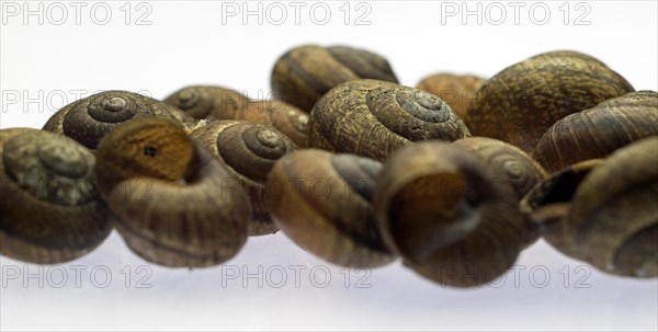 Accumulation of empty snail shells