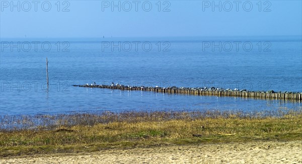 Groyne on the North Sea coast in Cuxhaven Sahlenburg