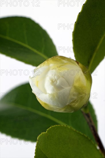 Japanese camellia