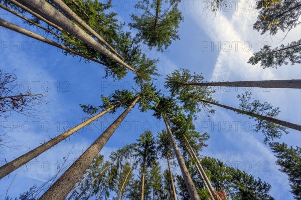 Coniferous commercial forest