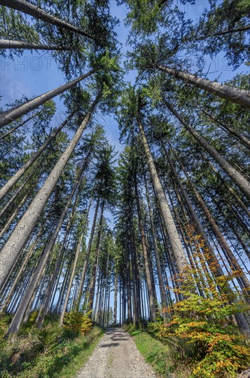 Walk through coniferous commercial forest