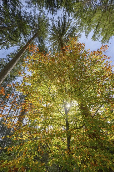 Autumn beech