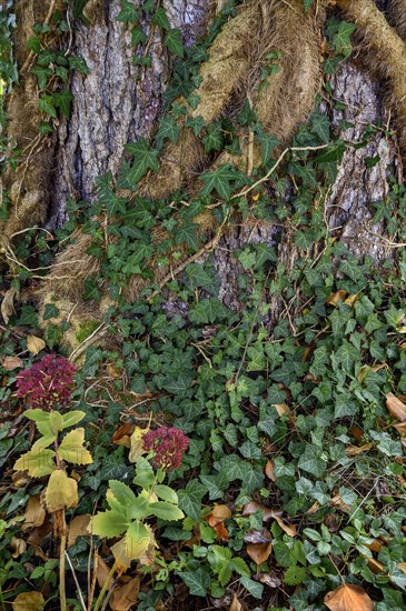 Tree trunk overgrown with ivy