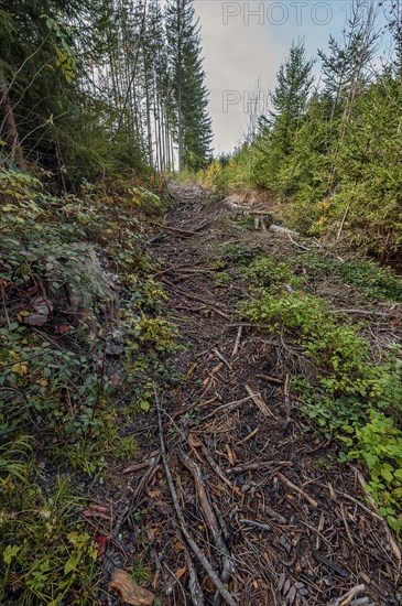 Breach cut by a tree harvester into the commercial forest