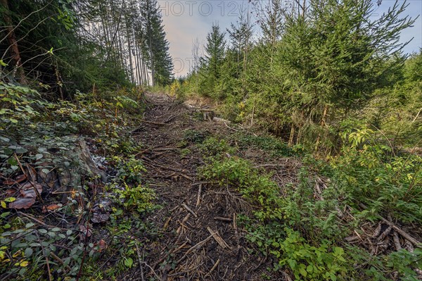 Breach cut by a tree harvester