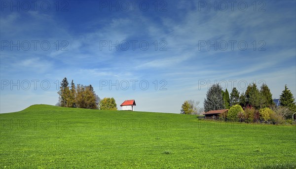 Green meadow