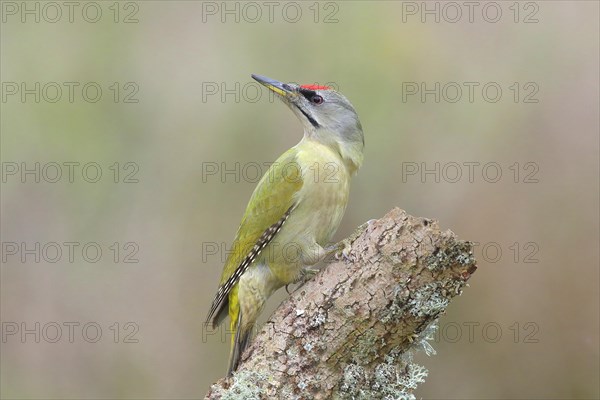 Grey-headed woodpecker