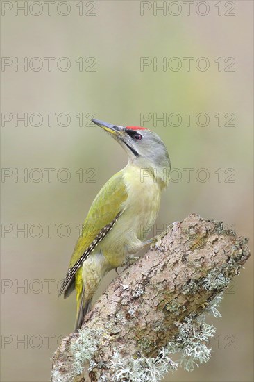 Grey-headed woodpecker