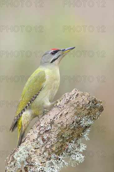 Grey-headed woodpecker