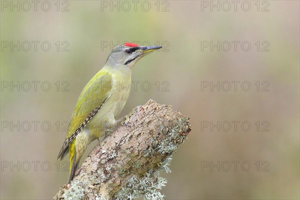 Grey-headed woodpecker