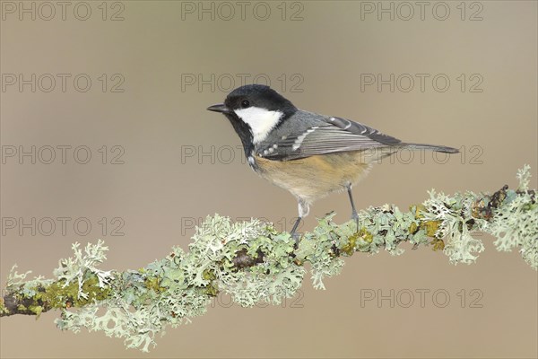 Coal Tit