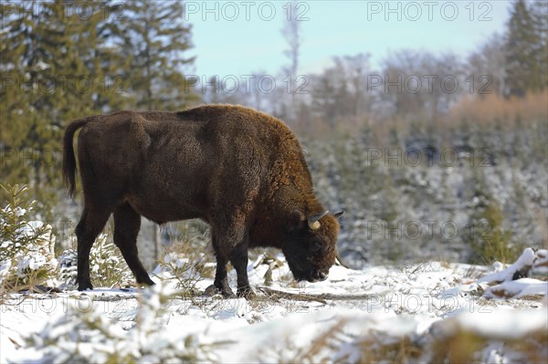 Bison