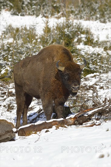 Bison