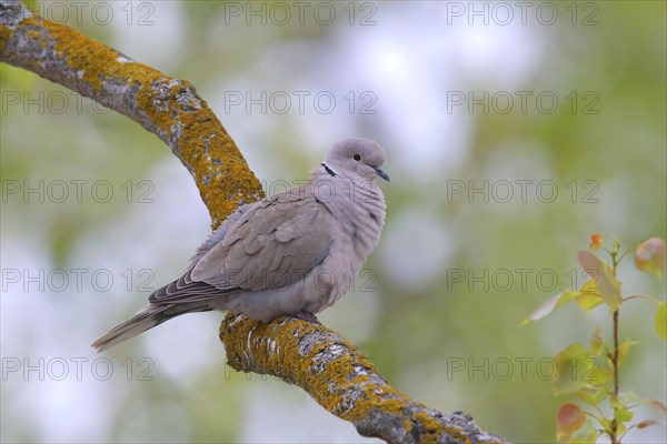 Eurasian Collared Dove