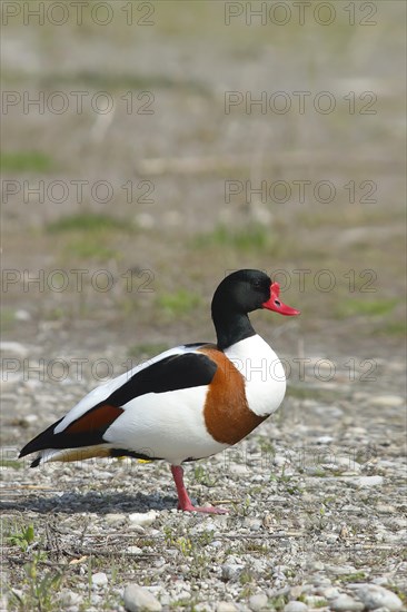 Common shelduck