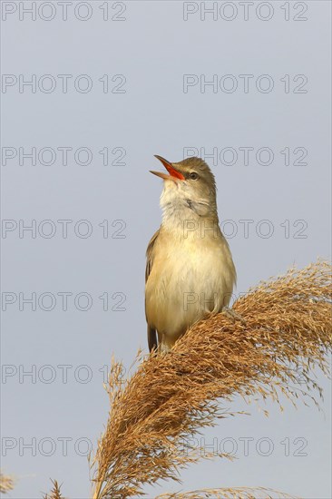 Great reed warbler