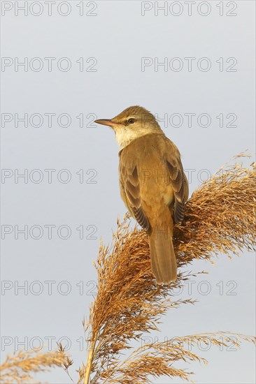 Great reed warbler