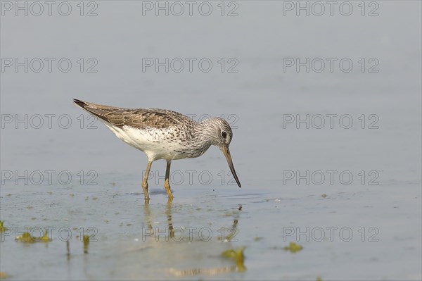 Common greenshank