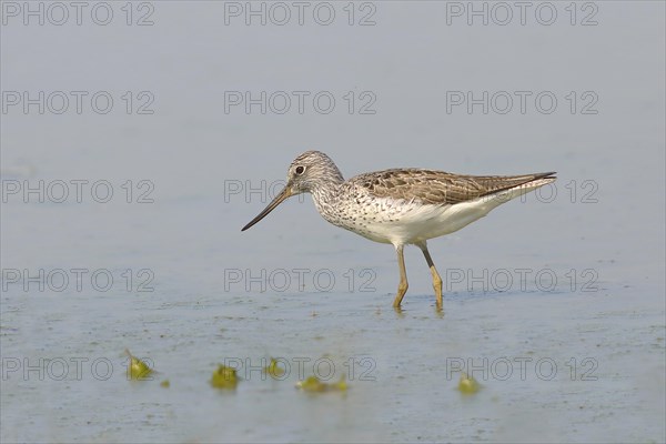 Common greenshank