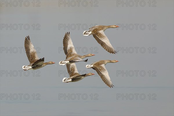 Greylag geese