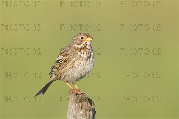 Corn Bunting