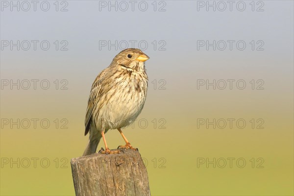 Corn Bunting