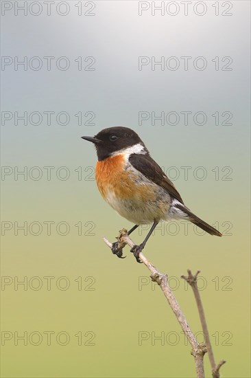 European stonechat