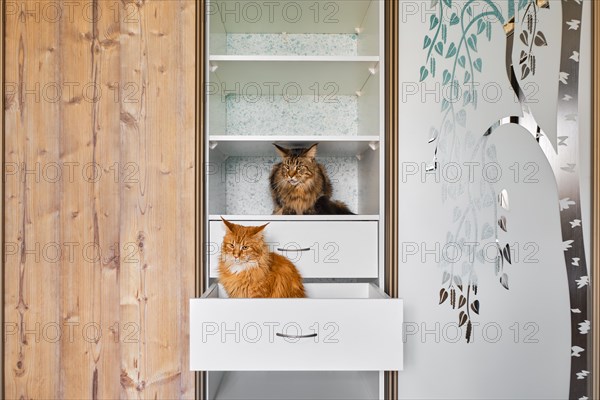 Two cats exploring shelves in a wardrobe