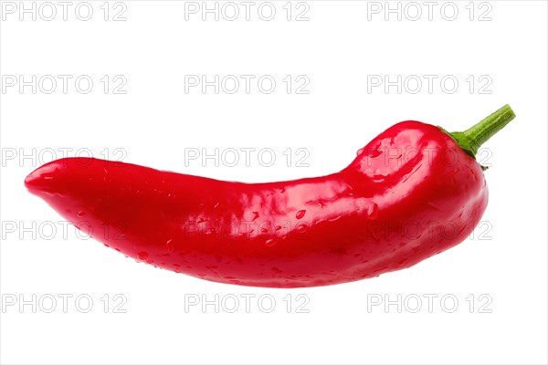 One whole capia pepper isolated on white background