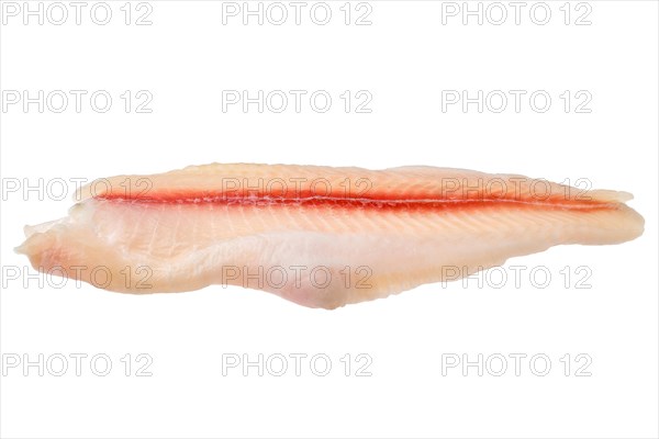 Fresh raw fillet of pangasius isolated on white background