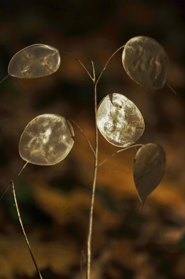 Field penny-cress