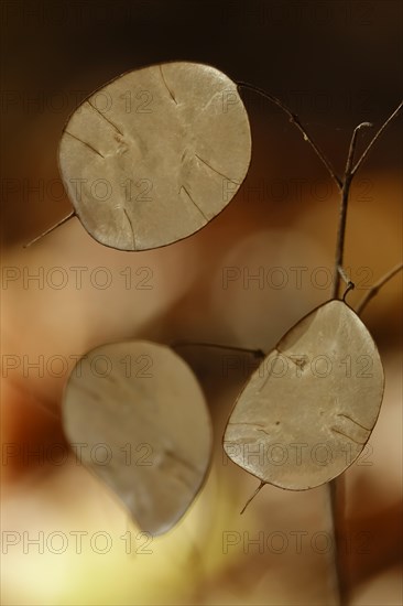 Field penny-cress