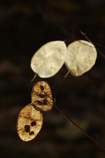 Field penny-cress