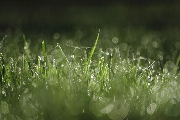 Grasses with glittering morning dew