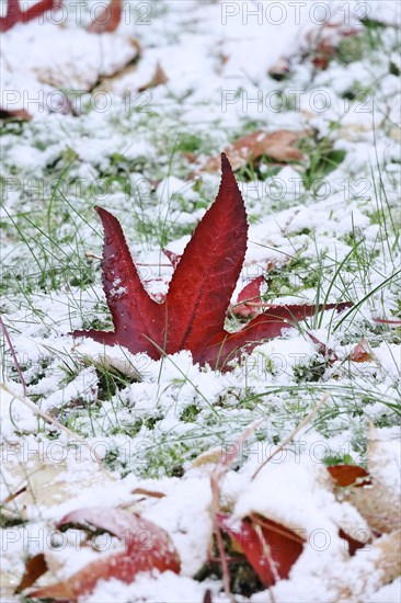 Leaves of the sweetgum