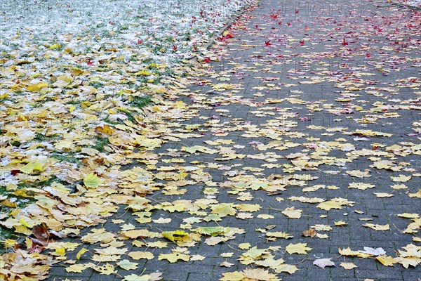 Leaves of the sweetgum