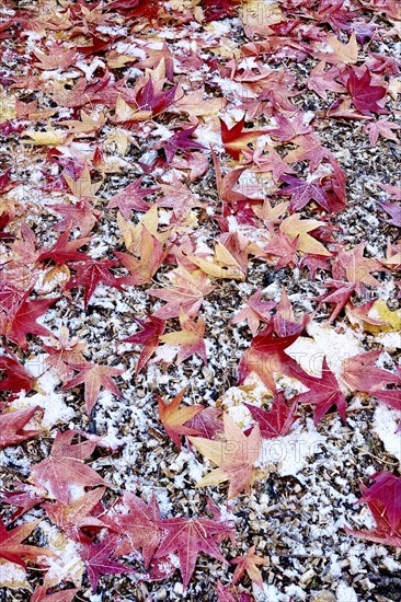 Leaves of the sweetgum