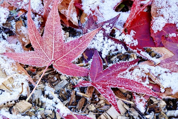 Leaves of the sweetgum