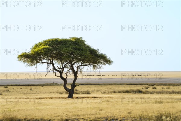 Green Acacia tree Vachellia tortilisstands in front of the Etosha salt pan in the desert. On the salt pan many animals are crossing from the left to the right. Etosha National Park