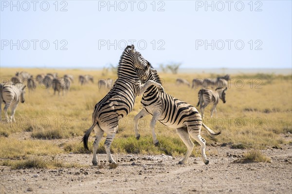 2 Zebras