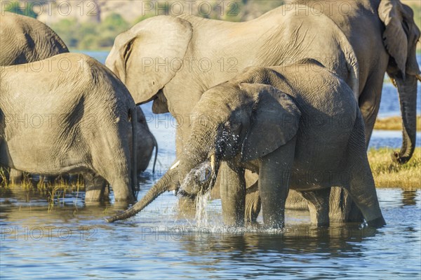 Young elephant